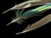 Parakeet.Feathers.jpg