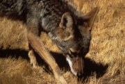 Coyote det USFW.jpg