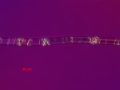 004.1988.318.127-5.20.13-POL-FOR400X-MM.flax,tyingcord,s fibrils.jpg
