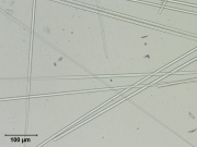 Glass fibers 200x PP2.jpg