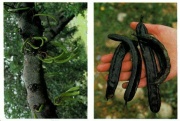 Image10 carob.jpg