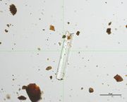 1947-177 residue 3 gypsum particle PPL 400x.jpg