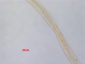 001.1995.999.19a-5.20.13.BF400X-MM-cotton, sewing thread.jpg