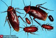 Am.cockroach.life.stages Univ.Nebr.jpg