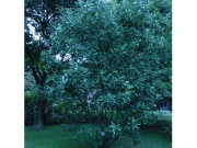 Magnoliacm.jpg