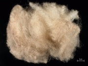 Merino wool single.jpg