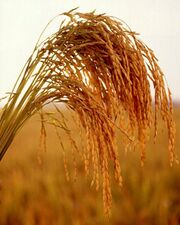 U.S.Long.grain Rice USDA ARS.jpg