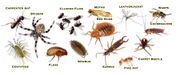 Pest-insect-collage-v3.jpg
