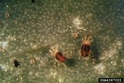 Twospottedspider mites forestryimages.org.jpg
