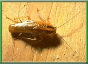 Image11 germancockroach.jpg