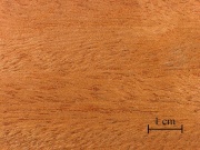 Mott.African mahogany.jpg