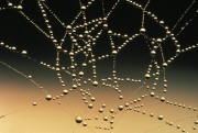 Spider Web Covered with Dew Drops.jpg