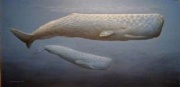 Spermwhale2wp2.jpg