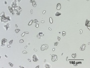 11 Banana starch 200X.jpg