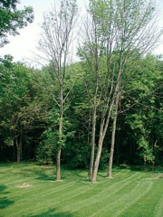 Image 8-Ash wood.jpg