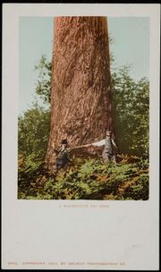 Douglas Fir.jpg