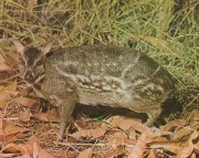 Image2 chevrotain.jpg