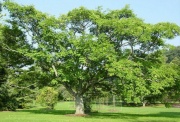 Image 2-Amur cork tree.jpg