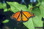 Monarch Butterfly forestryimages.org.jpg