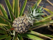 Pineapple Dole.Plant.jpg