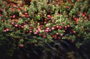 Cranberry bog USDA ARS.jpg