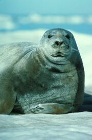 Bearded Seal Portrait USFW.jpg