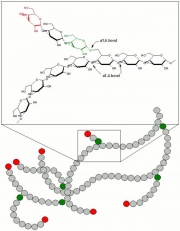 Glycogenvt.jpg