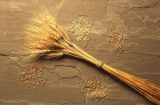 Wheat bundle USDA ARS.jpg