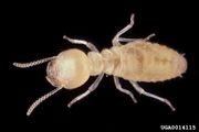 Formosan termite forestryimages.org.jpg