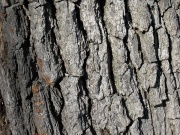 White.Oak2 bark AA.jpg