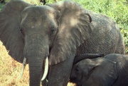 African Elephant USFW.jpg