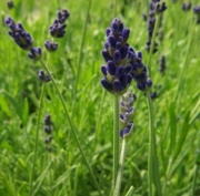 Image2 lavender.jpg