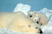 Polar Bear with cubs.jpg