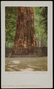 Redwood Giant MFA.jpg