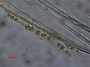 SN-020-06-22-09-BF-400X-MM-2-9-overall fibers and crystals.jpg