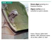 Algae-01 ICOMOS.jpg