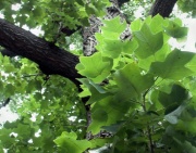 Tuliptree leaves.jpg