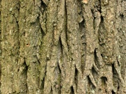 Tuliptree bark.jpg