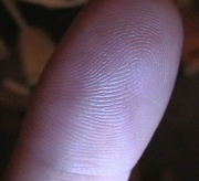 Fingerprintonfinger.jpg