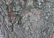 Black cherry2 bark AA.jpg