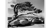 Jeffrey pine MFA.jpg