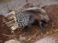Porcupine.HI.Zoo.jpg