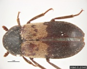 5312060 Larder.beetle adult.ovr.jpg