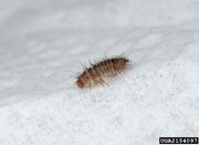 2154097 Var.carpet.beetle larva.jpg