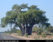 Image3-baobab.jpg