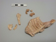 FossilBone(late cretaceous).jpg