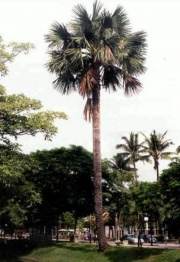 Image 8-gebang palm.jpg