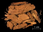 Quercitron bark pieces 1.jpg