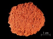 Camwood 1.jpg