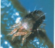 Image6 spidermite.jpg